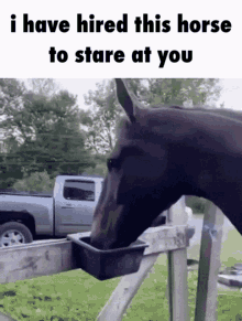 horse stare