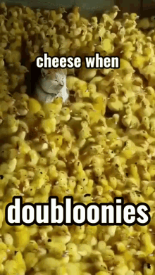 Cheese Cheese When Doubloonies GIF - Cheese Cheese When Doubloonies Cheese On Top GIFs