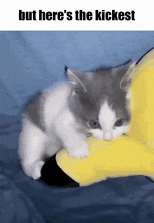 Cat But Heres The Kickest GIF - Cat But Heres The Kickest Kicker GIFs