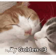 Golden Cat GIF - Golden Cat Kiss GIFs