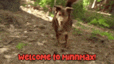 Welcome To Minnmax Minnmax Pets GIF