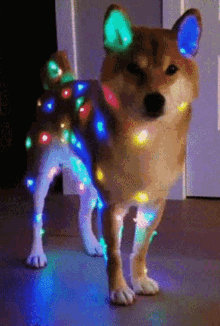 dog flashinglights christmasdog