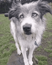 a gray and white dog with blue eyes is standing on a stump in the grass