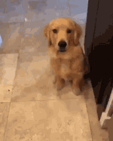 a dog is sitting on a tiled floor in front of a door looking at the camera .