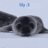 Lily GIF - Lily GIFs
