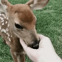 Deer Doe GIF - Deer Doe Baby GIFs