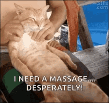 Relax Cat GIF - Relax Cat Massage GIFs