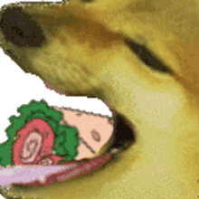 dog eating burrito