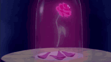 beauty and the beast rose flower petals