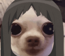 a close up of a chihuahua 's face with a cartoon character 's head on it .