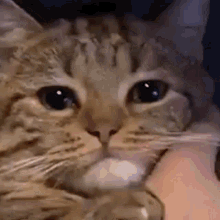 Cry Cat GIF - Cry Cat Meow GIFs