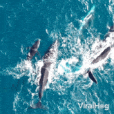 Swimming Whales Humpback Whales GIF - Swimming Whales Humpback Whales Viralhog GIFs