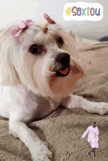 a small white dog with a pink bow on its head is laying on a blanket