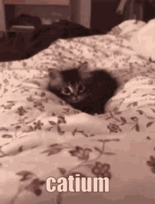 Kitten Cute GIF - Kitten Cute Catium GIFs