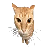 a close up of a cat 's face with a white whisker