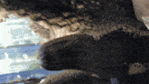 a close up of a person 's head with a blurry background