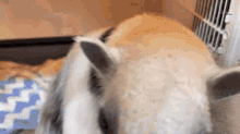a dog and a rabbit are laying next to each other in a crate .