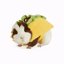 Lol Guinea Pig GIF - Lol Guinea Pig Food GIFs