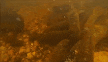 Sea Lamprey Aquatic GIF