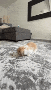 a rabbit is laying on a rug in a living room next to a couch .