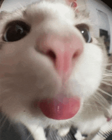 a close up of a white cat 's face with its tongue out .