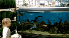 Chasing Fish GIF - Chasing Fish Aquarium GIFs