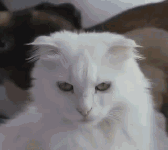 Cats Angry GIF - Cats Angry Cat - Discover & Share GIFs