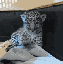 Dude Chill Leopard Cub GIF