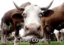 mad cow