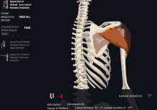 Deltoid Spinal Part GIF - Deltoid Spinal Part Arm Lateral Rotation GIFs