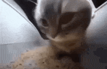кот качает головой кошка GIF - кот качает головой кот кошка GIFs