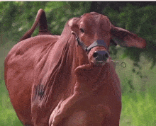 Majestic Cow GIF - Majestic Cow GIFs