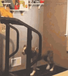 Evil Cats GIF - Evil Cats Dogs GIFs