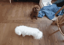a brown poodle and a white poodle are on a wood floor