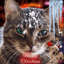 Merry Christmas GIF - Merry Christmas Cat GIFs