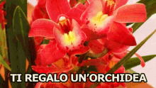 Orchidea Tu Regalo Un Fiore Fiore Regalo GIF - Orchid Present I Give You A Present GIFs