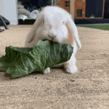 rabbit eat munch cute funny