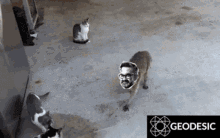 Gomez Raccoon GIF - Gomez Raccoon Steal GIFs