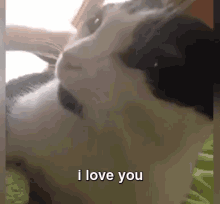 Awe, I Love You Too! GIF - Catiloveyou Iloveyou Love GIFs