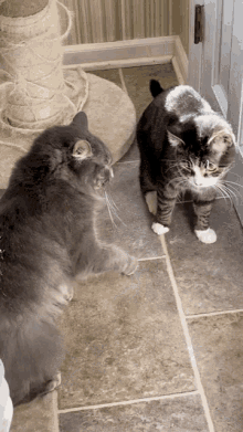 slap cat fight cute funny