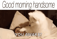 Good Morning Handsome You Awake GIF - Good Morning Handsome You Awake Dog GIFs