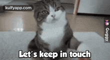 Let'S Keep In Touch.Gif GIF - Let'S Keep In Touch Touch Cat GIFs