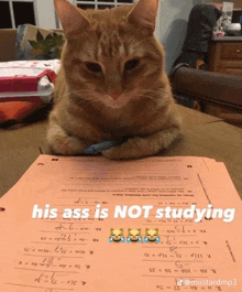 Cat Not Studying GIF - Cat Not Studying GIFs