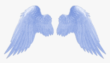 Wings GIF - Wings GIFs