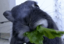 Bunny Eating GIF - Bunny Eating Hungry GIFs