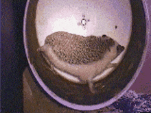 a hedgehog is laying in a bowl of food .