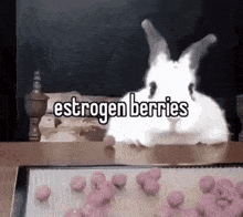 two white rabbits are sitting on a table next to a tray of pink berries .