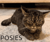 a cat is laying on a carpet with the word poses behind it