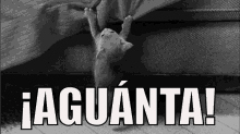 Aguánta Gatito GIF - Cat Pull Blanket GIFs