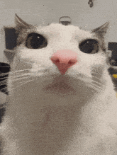 Starege Cat GIF - Starege Cat GIFs